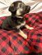 German Shepherd Puppies for sale in Midwest City, OK, USA. price: $300