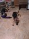 German Shepherd Puppies for sale in Justice, IL, USA. price: $20,000