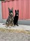 German Shepherd Puppies for sale in Hayward, CA, USA. price: NA