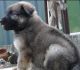 German Shepherd Puppies for sale in Nagercoil, Tamil Nadu, India. price: 12000 INR