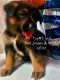 German Shepherd Puppies for sale in Renville, MN 56284, USA. price: $500