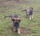 German Shepherd Puppies for sale in 5029 S Cape Henry Ave, Norfolk, VA 23502, USA. price: $650