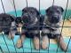 German Shepherd Puppies for sale in Applegate, MI 48401, USA. price: $800