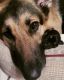 German Shepherd Puppies for sale in Ironton, OH, USA. price: $500
