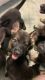 German Shepherd Puppies for sale in Riverside, CA 92509, USA. price: $600