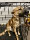German Shepherd Puppies for sale in San Antonio, TX 78245, USA. price: $1,000