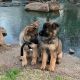 German Shepherd Puppies for sale in NJ-27, Edison, NJ, USA. price: $300