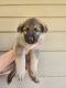 German Shepherd Puppies for sale in Gruetli, Gruetli-Laager, TN 37339, USA. price: $1,000