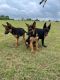 German Shepherd Puppies for sale in Labed, Jharkhand, India. price: 23 INR
