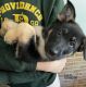 German Shepherd Puppies for sale in Stark County, OH, USA. price: NA