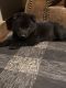 German Shepherd Puppies for sale in West Siloam Springs, OK, USA. price: $2,000