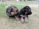 German Shepherd Puppies for sale in Amer, Jaipur, Rajasthan, India. price: 20000 INR