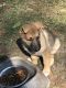 German Shepherd Puppies for sale in Orangeburg, SC, USA. price: $400