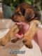 German Shepherd Puppies for sale in Lake Havasu City, AZ, USA. price: $150