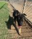German Shepherd Puppies for sale in San Diego, CA, USA. price: $500
