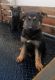German Shepherd Puppies for sale in Hughson, CA 95326, USA. price: $800