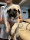 German Shepherd Puppies for sale in Merced, CA, USA. price: NA
