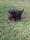 German Shepherd Puppies for sale in Fort Mill, SC 29715, USA. price: $1,000