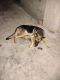 German Shepherd Puppies for sale in Muzaffarpur, Bihar, India. price: 25000 INR