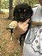 German Shepherd Puppies for sale in ALEX CITY, AL 35010, USA. price: NA