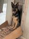 German Shepherd Puppies for sale in Cornell, WI 54732, USA. price: $800