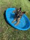German Shepherd Puppies for sale in Muscatine, IA 52761, USA. price: $500
