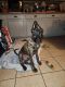 German Shepherd Puppies for sale in 880 Prospect Rd, Columbia, PA 17512, USA. price: NA