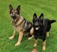German Shepherd Puppies for sale in Galion, OH 44833, USA. price: NA