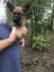 German Shepherd Puppies for sale in Hastings, NE, USA. price: $750