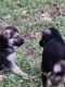 German Shepherd Puppies for sale in Lexington, SC, USA. price: $350