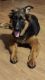 German Shepherd Puppies for sale in Ossining, NY, USA. price: NA