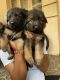 German Shepherd Puppies for sale in Hemmigepura Ward 198, RR Nagar, Bengaluru, Karnataka 560098, India. price: 16000 INR