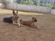 German Shepherd Puppies for sale in Devanahally, Karnataka 562110, India. price: NA
