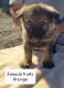 German Shepherd Puppies for sale in Drummond, MT 59832, USA. price: $500