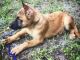 German Shepherd Puppies for sale in Casselberry, FL, USA. price: $200