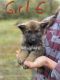 German Shepherd Puppies for sale in Kitts Hill, OH 45645, USA. price: $400