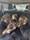 German Shepherd Puppies for sale in Puyallup, WA, USA. price: $700