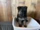 German Shepherd Puppies for sale in Quitman, TX 75783, USA. price: $1,000