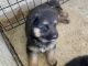 German Shepherd Puppies for sale in Covina, CA 91722, USA. price: $900