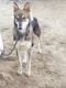 German Shepherd Puppies for sale in Saipau, Rajasthan 328027, India. price: 10000 INR