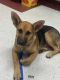 German Shepherd Puppies for sale in New Caney, TX 77357, USA. price: NA