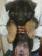 German Shepherd Puppies for sale in Lalbagh, Lucknow, Uttar Pradesh 226001, India. price: 5000 INR