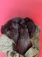 German Shepherd Puppies for sale in 1, Eluru Kaikaluru Rd, Main Bazar, Paidichintapadu, Eluru, Andhra Pradesh 534001, India. price: 15000 INR