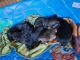 German Shepherd Puppies for sale in Kewaskum, WI 53040, USA. price: $800