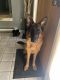 German Shepherd Puppies for sale in Sandy Ln, Coolbaugh Township, PA 18466, USA. price: NA