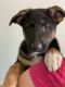 German Shepherd Puppies for sale in Stark County, OH, USA. price: NA