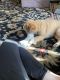 German Shepherd Puppies for sale in Covina, CA, USA. price: $50