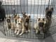 German Shepherd Puppies for sale in Fontana, CA, USA. price: $600