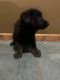 German Shepherd Puppies for sale in Wiggins, MS 39577, USA. price: NA