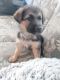 German Shepherd Puppies for sale in Fort Worth, TX 76140, USA. price: $750